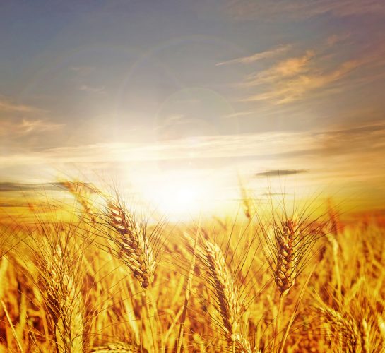 Wheat Field